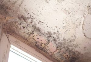 mold removal