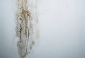 mold removal