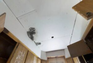 mold removal