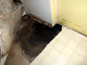 mold removal