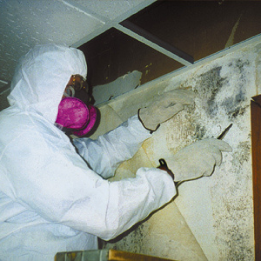 MOLD REMOVAL