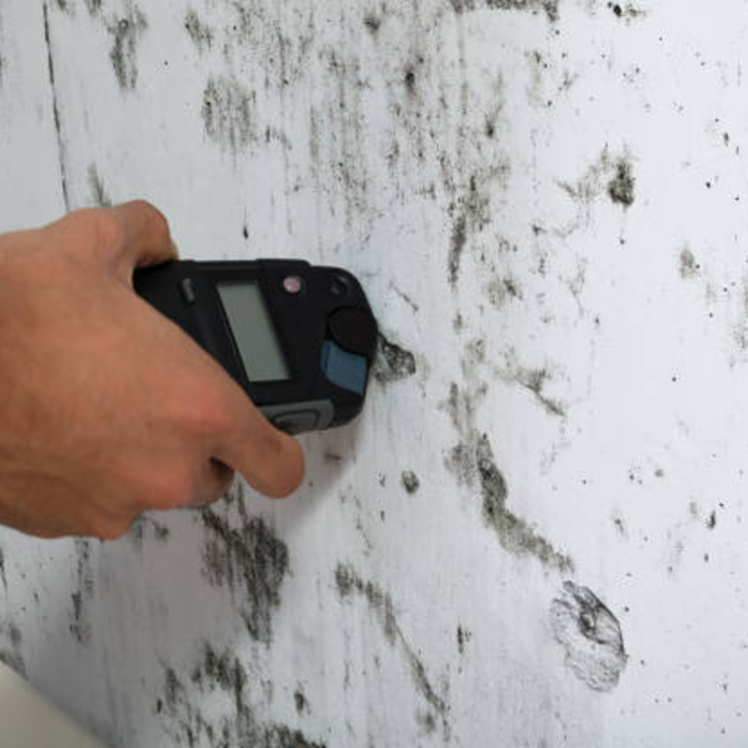 MOLD REMOVAL