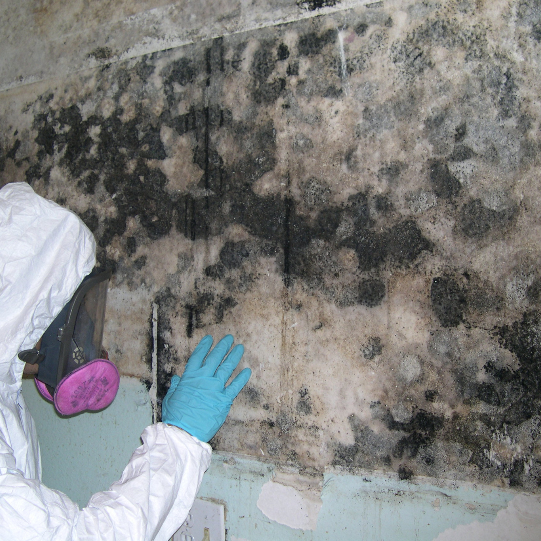 MOLD REMOVAL