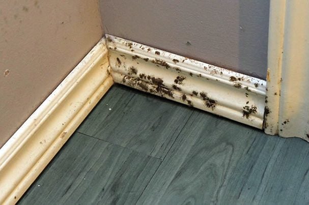 mold removal