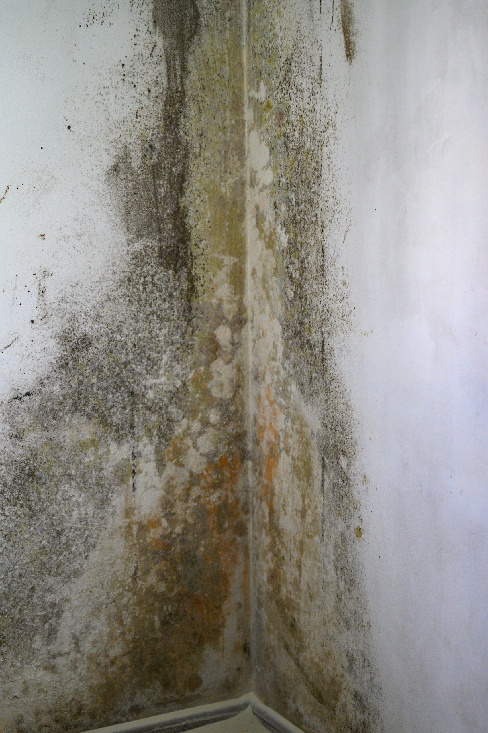 mold removal