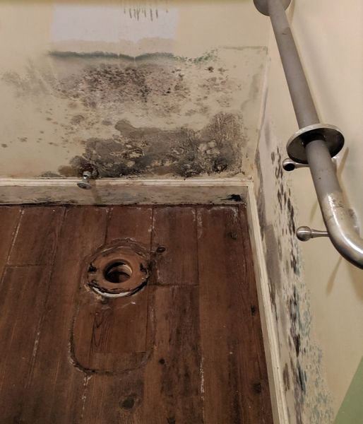 mold removal