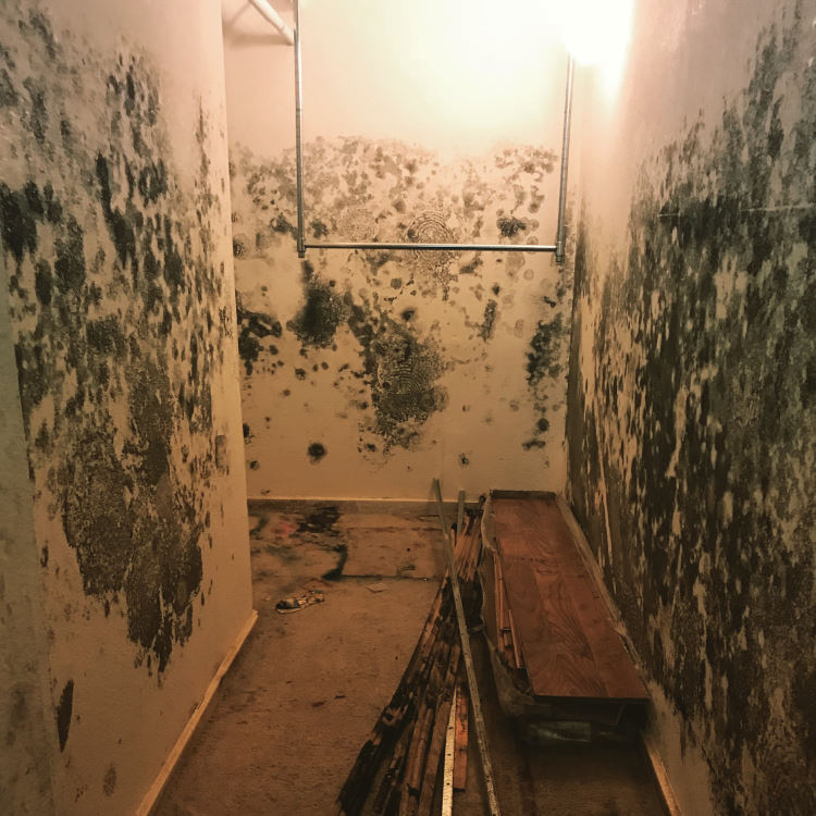 mold removal