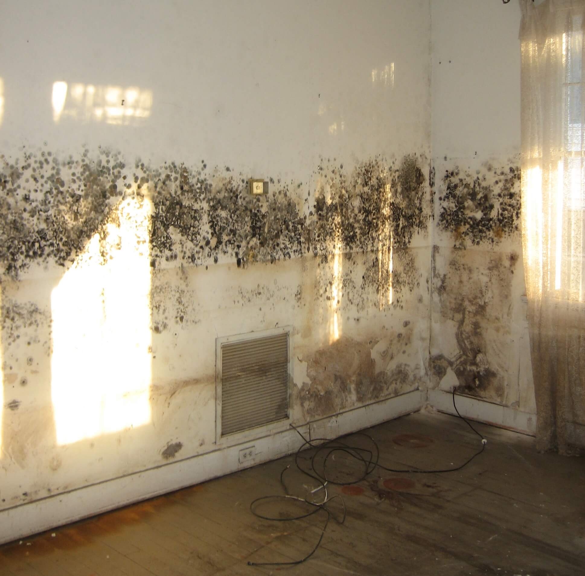 mold removal